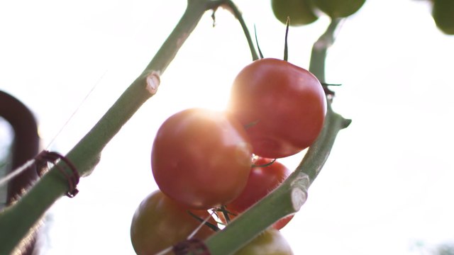 Esta granja cultiva vegetales utilizando agua de mar y energía solar