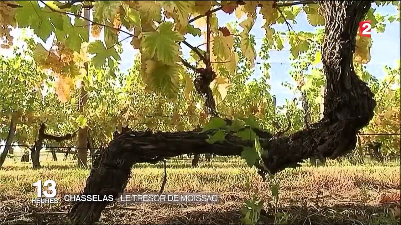 Vendanges : le Chasselas, trésor de Moissac