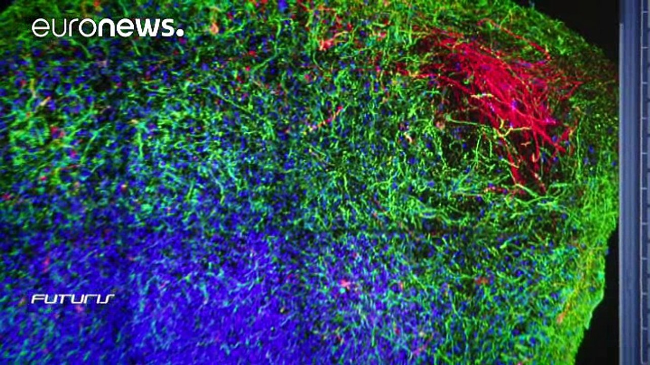 Medizin und Kosmetik ohne Tierversuche