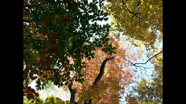 Louange Adoration Courage partie II