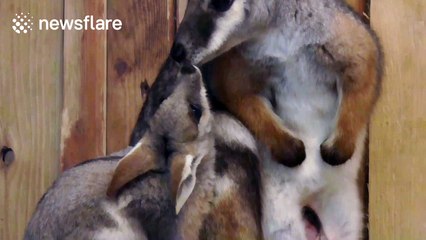 Adorable baby wallaby kisses mum
