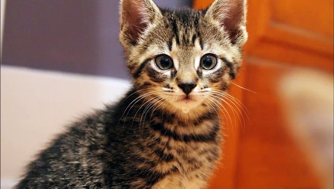 chatons trop sympas images