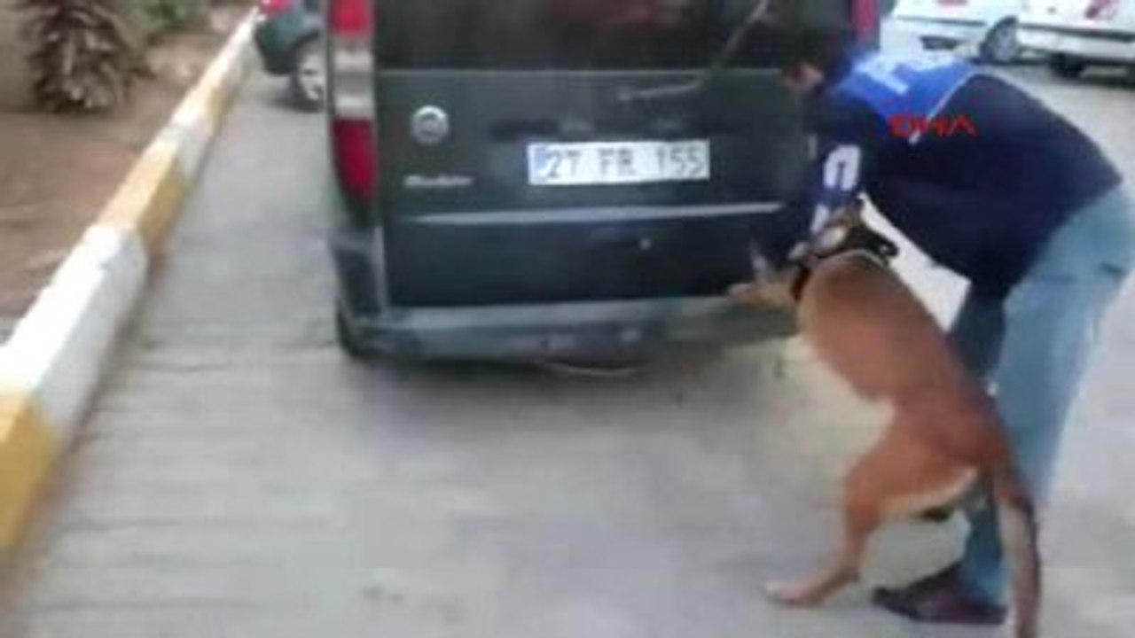 Şanlıurfa'da, Eskortlu Uyuşturucu Satıcıları Yakalandı