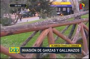 Alameda Chabuca Granda: invasión de garzas huaco y gallinazos