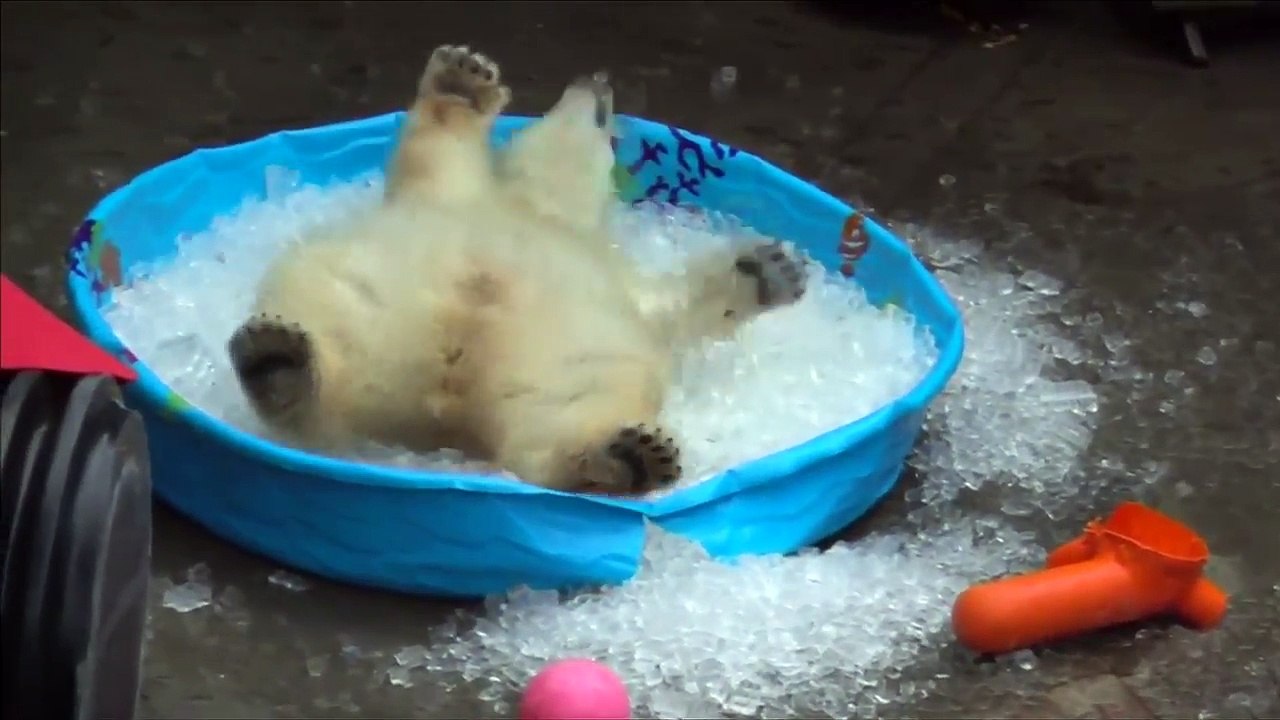 Polar bear enjoys playing in ice-filled paddling