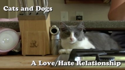 Dogs and Cats Have a Love-Hate Relationship