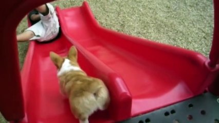 Corgis Beggin for Treats