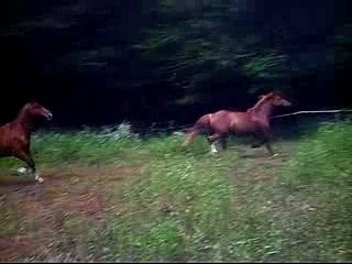 au galop