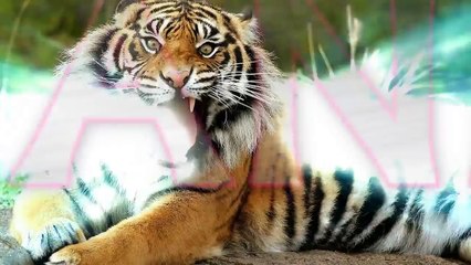 Amazing Moose Bull Fighting To Mate In Nature