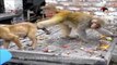 Whatsapp funny animal video | Monkey teasing dog