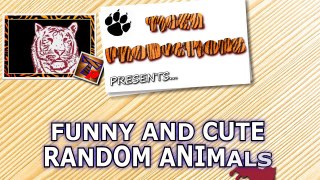 Funny and cute random animals - Random animal compilation