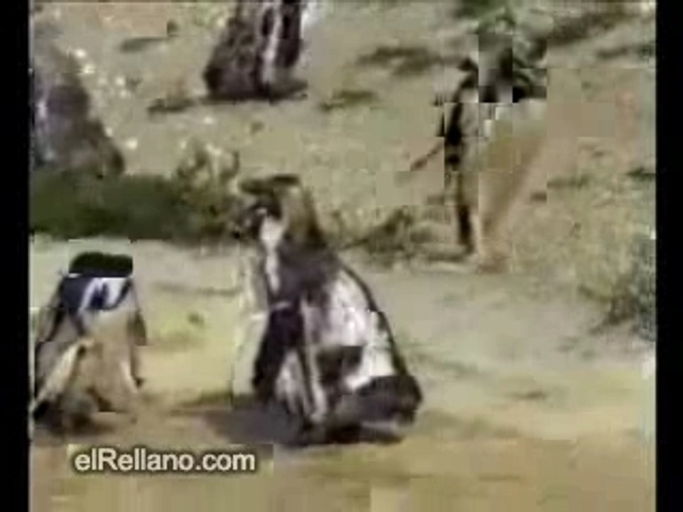 Avez vous déja vu ? un pingouin qui danse la techtonique