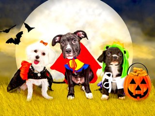 Pet DIY: 3 Fun Projects for Dog Lovers