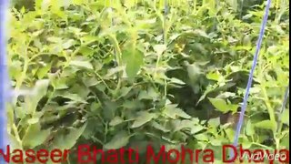 Naseer Bhatti Farm Mohra Dhayal Pothwar Pakistan