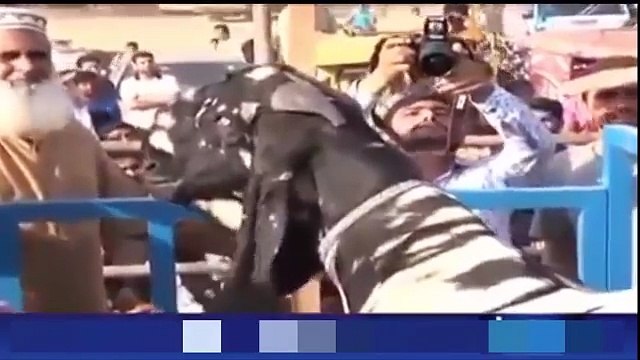 293 KG Bakra For Qurbani World Heavy weight Goat In Pakistan Mandi New 2016