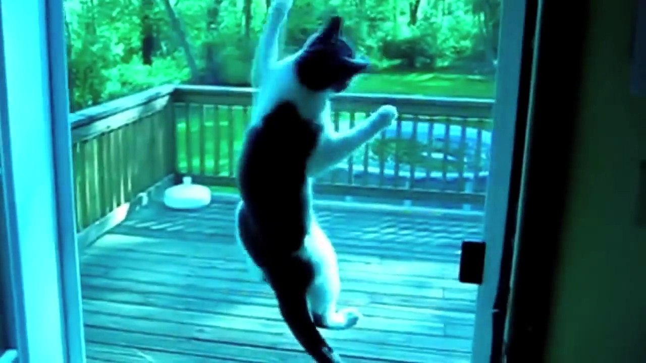 Les 100 plus gros délires de chats !