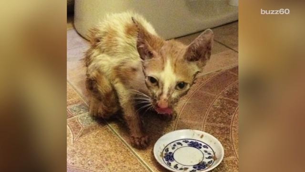 This Rescued Cat is Unrecognizable One Year Later