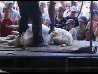 Transhumance Die 2007 tonte du mouton