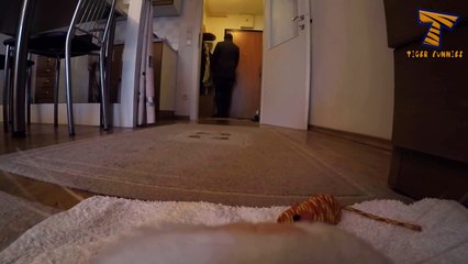 Never Trust Your Cat - Funny Cat Video