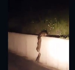 Funny Videos Of Funny Human -Babies - Students - Animals - Do Not Laugh Challenge 2016