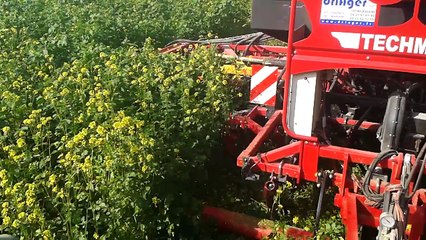 Semis sous couvert, Tsem contour