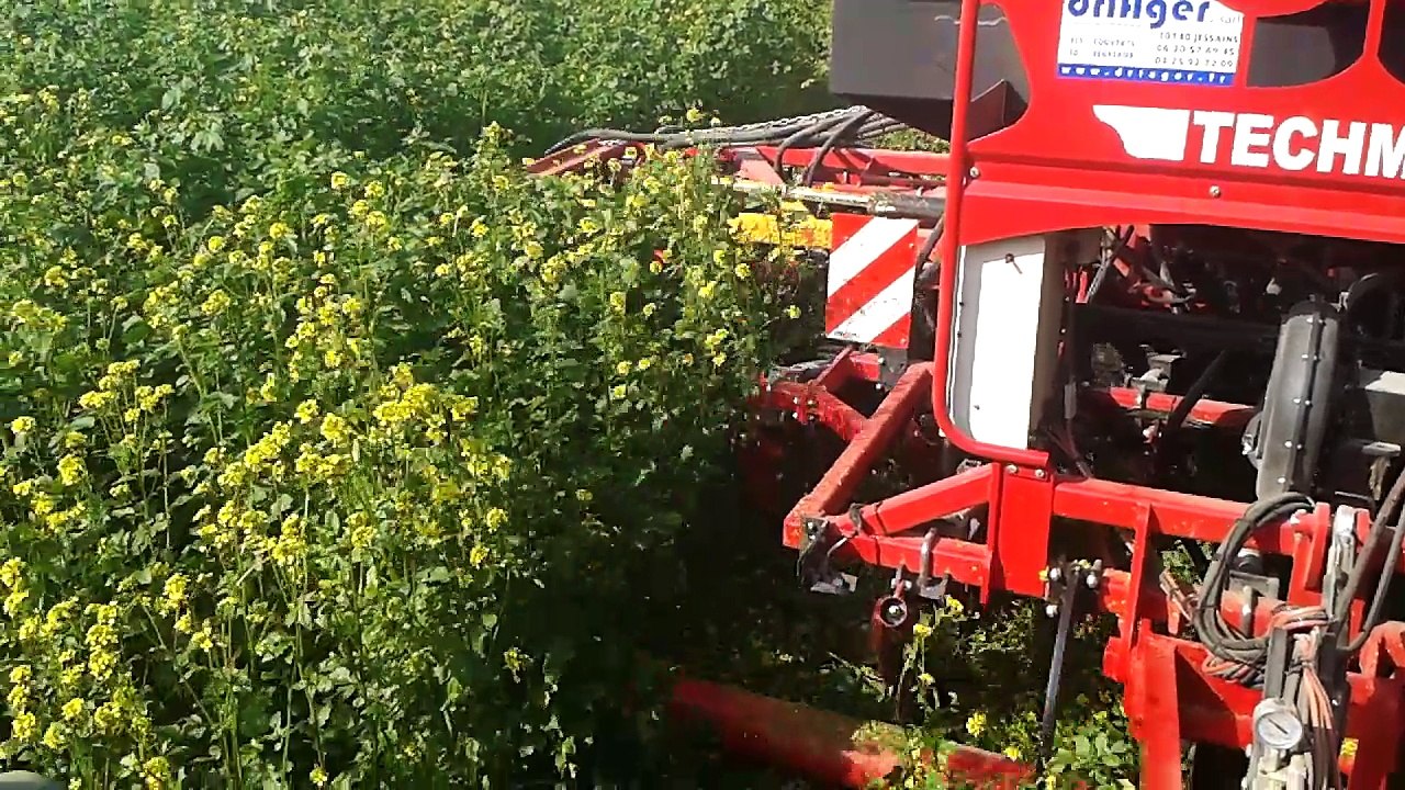 Semis sous couvert, Tsem contour