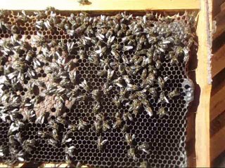 Couvain d'abeilles. محضن نحل