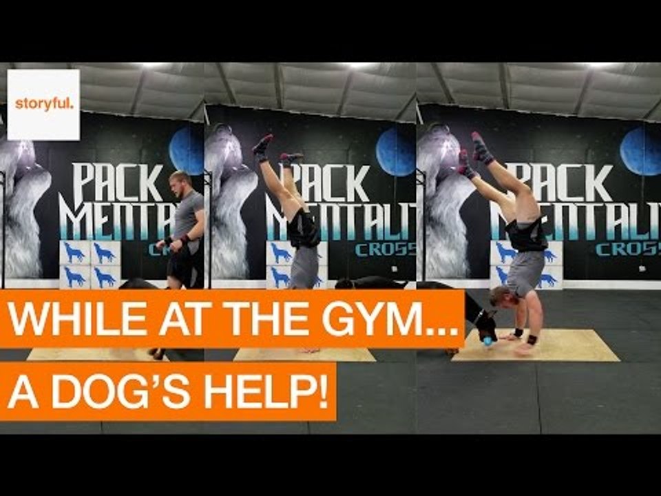Pet Dog Helps Owner With His Handstand