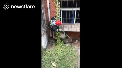 Firefighters catch escaped wild boar