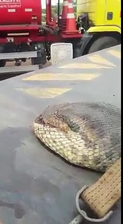 Big Snack
