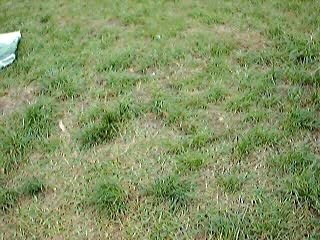 LA BOUSE ET LE CRAPAUD