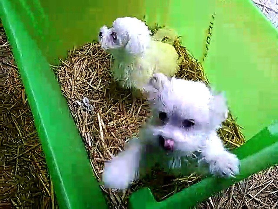 Chiots bichons maltais nés le 7 Aout
