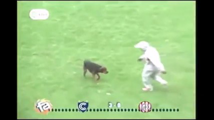 Dog Comically Interupts A Match In Peru!