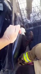 Ils sauvent un aigle coincé dans le pare-choc d'une voiture