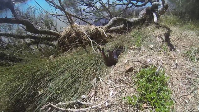 3 serpents se la jouent Hydre à 3 têtes... Flippant