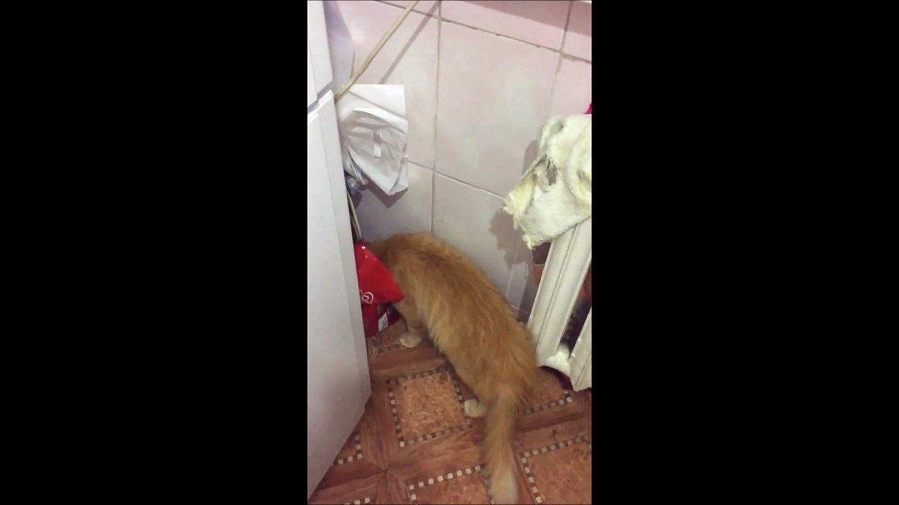 Choppé la tête dans le sac.. Chat tellement marrant