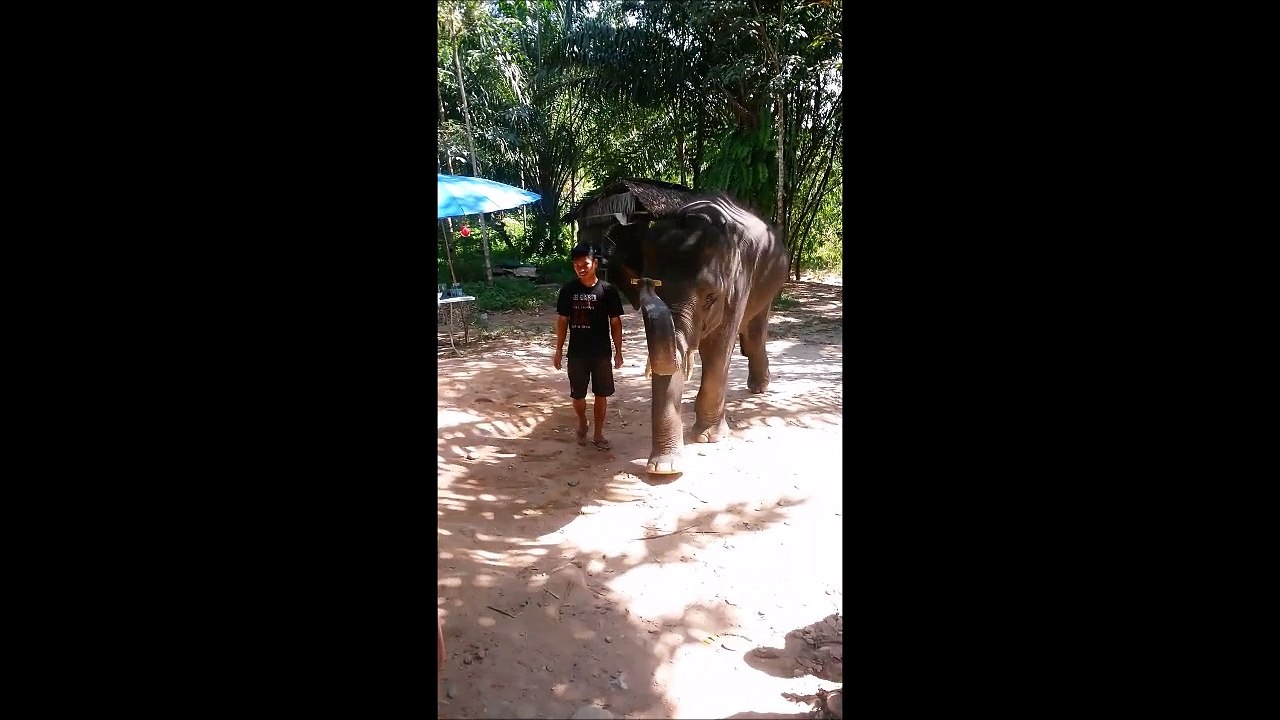 T'as déjà vu un éléphant qui joue de l'harmonica