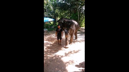 T'as déjà vu un éléphant qui joue de l'harmonica