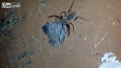 Une araignée du désert dévore un oiseau encore vivant
