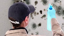 Things to Consider When Choosing Mold Removal Company