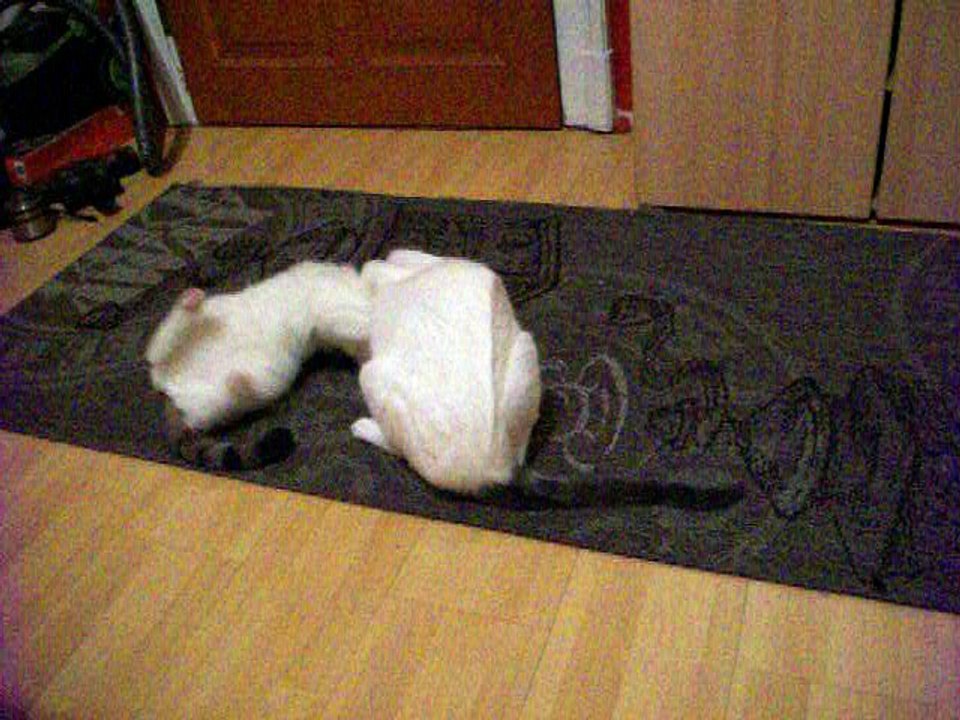 Harvey und Vinzent am 10.10.2016