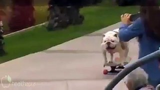 Dog cycling Funny