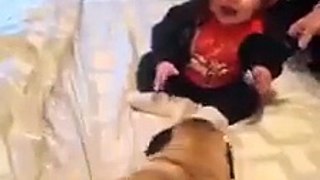 Dog playing with Child