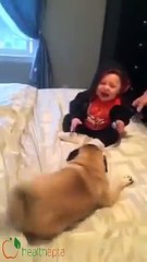 Dog playing with Child