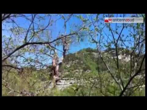 Tg antennasud 10.10.2016 autunno senza castagne, coldiretti lancia l'allarme