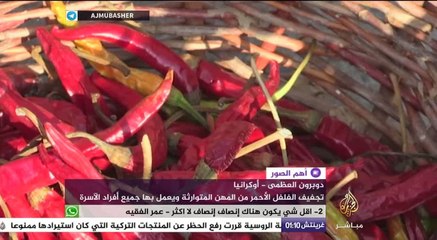 مهنة متوارثة.. بدء موسم تجفيف الفلفل الأحمر بأوكرانيا