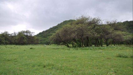 L'Arabie heureuse - Arabia felix