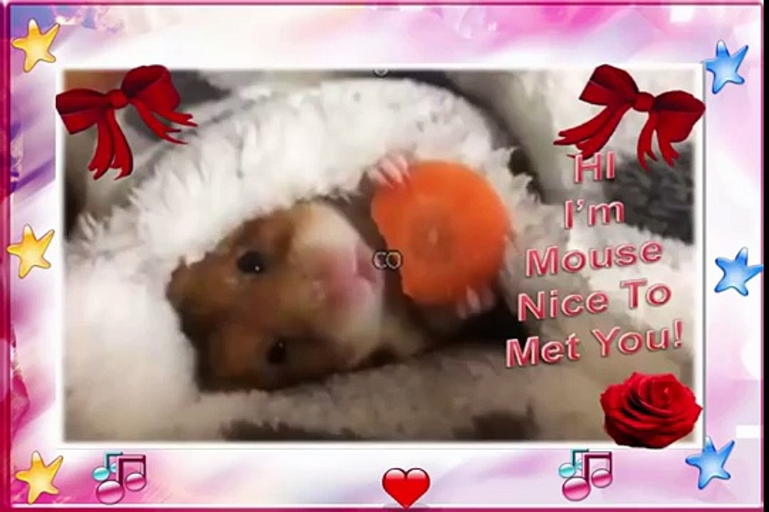 Tom And Jerry: Tom And Jerry Real Life - Funny Videos Cat - Cat And Mouse