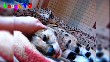Savannah Cats Are So Adorable  - Funny And Cute Big Cat Videos Compilation 2016