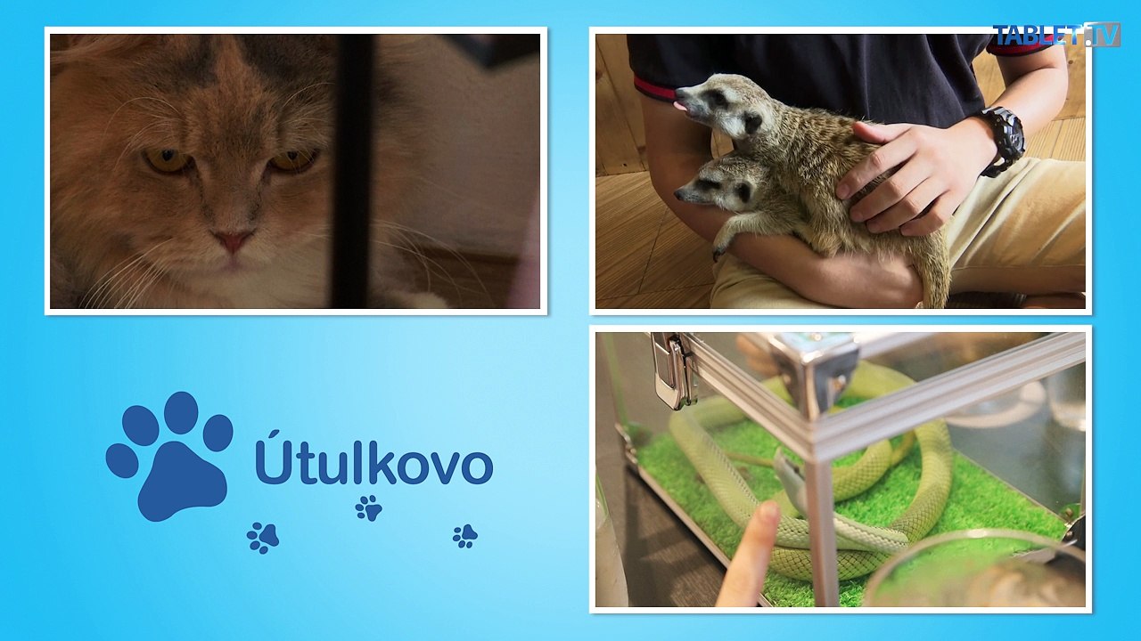 Spoločník na kávu? Môže to byť nielen mačka, ale aj had či surikata